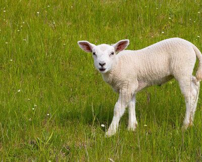 Ferienwohnung Meerblick